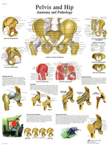 Fabrication Enterprises Inc Laminated Anatomical Charts - CHART, ANATOMICAL, HIP & PELVIS, LAMINATED - 12-4617L