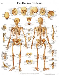 Fabrication Enterprises Inc Laminated Anatomical Charts - CHART, ANATOMICAL, SKELETON, LAMINATED - 12-4620L