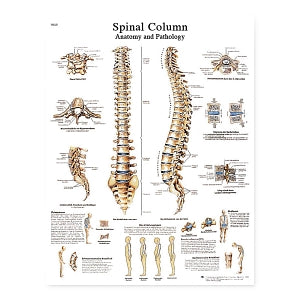 Fabrication Enterprises Inc Laminated Anatomical Charts - CHART, ANATOMIC SPINAL COLUMN, LAMINATED - 12-4622L