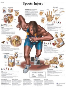 Fabrication Enterprises Inc Paper Anatomical Charts - CHART, ANATOMICAL, SPORTS INJURIES, PAPER - 12-4623P