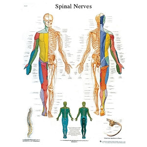 Fabrication Enterprises Inc Laminated Anatomical Charts - CHART, ANATOMICAL, SPINAL NERVE, LAMINATED - 12-4630L