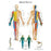 Fabrication Enterprises Inc Laminated Anatomical Charts - CHART, ANATOMICAL, SPINAL NERVE, LAMINATED - 12-4630L