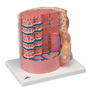 MICROanatomy Muscle Fiber 