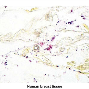 MarketLab McDonald Gram Stain Kit - CONTROL SLIDE, GRAM POSITIVE / GRAM NEGATIV - 7319