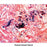 MarketLab Russell-Movat Pentachrome Kit - CONTROL SLIDES, STRIATED MUSCLE - 7377