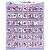 Peripheral Blood Cards Normal White Blood Cell & Platelet Morphology Binder