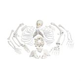 Full Disarticulated Skeleton Full Skeleton - Disarticulated