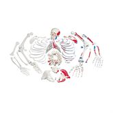 Painted Full Disarticulated Skeleton Painted Full Skeleton - Disarticulated