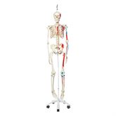 Painted Muscle Origins Skeleton Model Hanging - Max