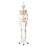 Painted Muscle Origins Skeleton Model Hanging - Max