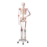 Muscles and Ligaments on Skeleton Model Sam