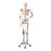 Muscles and Ligaments on Skeleton Model Sam