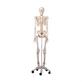 Life-Size Skeleton Models Flexible Skeleton Model - Fred