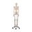 Life-Size Skeleton Models Flexible Skeleton Model - Fred