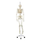 Life-Size Skeleton Models Hanging Functional Physiological Skeleton - Frank