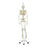 Life-Size Skeleton Models Hanging Functional Physiological Skeleton - Frank