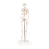 Mini Skeleton Model Shorty