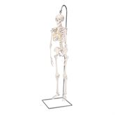 Mini Skeleton Model Hanging - Shorty