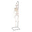 Mini Skeleton Model Hanging - Shorty