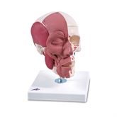 Facial Muscles on Skull Facial Muscles on Skull Model