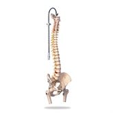 Spine Skeleton Models Femur Heads on Highly Flexible Spine Model