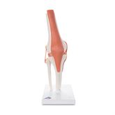 Functional Shoulder Joint Model Functional Knee Joint Model