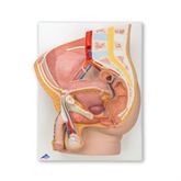 Pelvis Model 2-Part Male