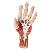 Internal Hand Structure Model Internal Hand Structure Model - 3-Part