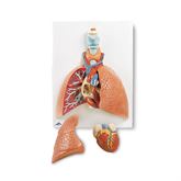 Lung Model with Larynx 5-Part Lung Model with Larynx - 5-Part