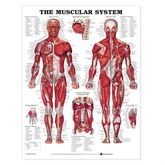 Anatomical Chart Muscular System