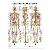 Anatomical Chart Skeletal System