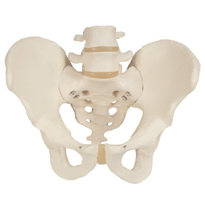 Male Pelvic Skeleton