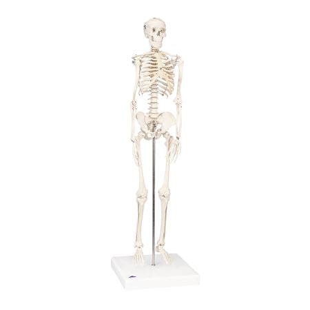 Mini Skeleton Model Hanging - Shorty