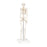 Mini Skeleton Model Hanging - Shorty