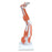 Muscled Leg and Arm Models Muscled Leg Model - 3/4 Life-Size - 9-Part