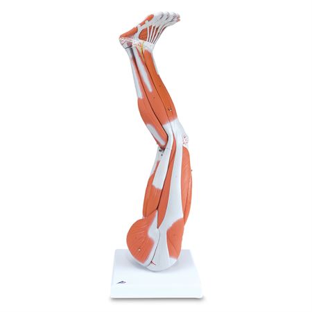 Muscled Leg and Arm Models Muscled Arm Model - 3/4 Life-Size - 6-Part