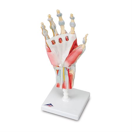 Muscles and Ligaments on Hand Skeleton Model