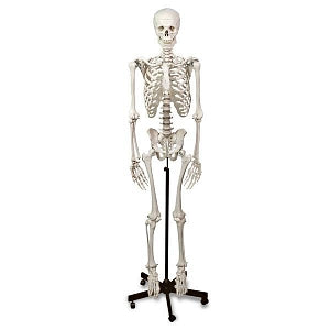 Nasco Human Skeleton with Stand - Human Skeleton Model with Stand - LA00101U