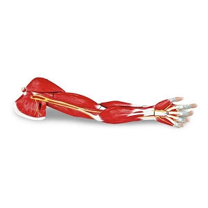 Nasco Arm Muscle (7-Part) - 7-Part Life Size Arm Muscles Model - LA00129U