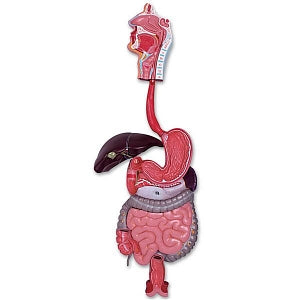 Nasco 3-Part Digestive System Model - 3-Part Digestive System Model - LA00203U