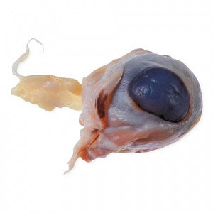 Nasco Preserved Sheep Eyes - Sheep Eyes - LS01439M