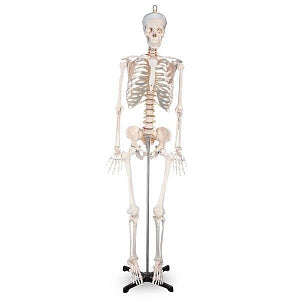 Nasco Human Skeletons - Human Skeleton with Removable Legs and Arms - SB02011U