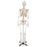 Nasco Human Skeletons - Human Skeleton with Removable Legs and Arms - SB02011U