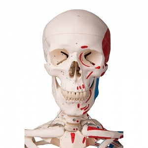 Nasco Advanced Skeleton with Muscles - Advanced Skeleton with Muscles, Fully Articulated - SB14901U