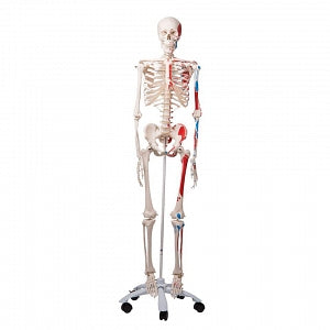 Nasco Advanced Skeleton with Muscles - Advanced Skeleton with Muscles, Fully Articulated - SB14901U