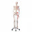 Nasco Advanced Skeleton with Muscles - Advanced Skeleton with Muscles, Fully Articulated - SB14901U