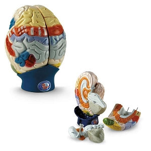 Nasco Denoyer-Geppert Giant Functional Brain - Denoyer-Geppert Giant Functional Brain Model - SB18825U