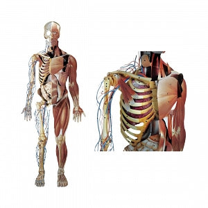 Nasco Dimensional Man Chart - Dimensional Anatomical Man Chart - SB22232