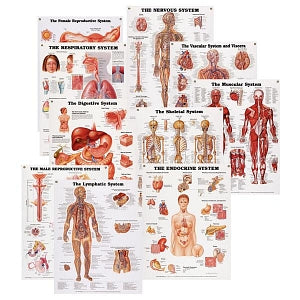 Nasco Peter Bachin Anatomical Chart Sets - Anatomical Systems Chart Set of 10 - SB25037U