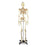 Nasco Economy Life-Size Skeleton - Economy Life-Size Human Skeleton Model with Wheeled Stand - SB25209U